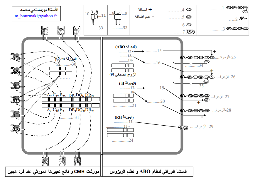 رسم تخطيطي يوضح نظامCMH نظامABO نظام الريزوس1735932241.pdf